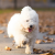 Bolończyk – mały pies o wielkim sercu